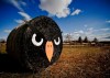 Twitter también iba detrás de Instagram
