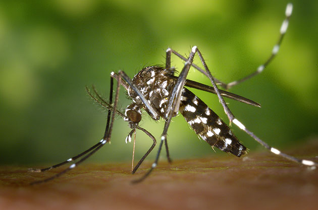 mosquito Zika